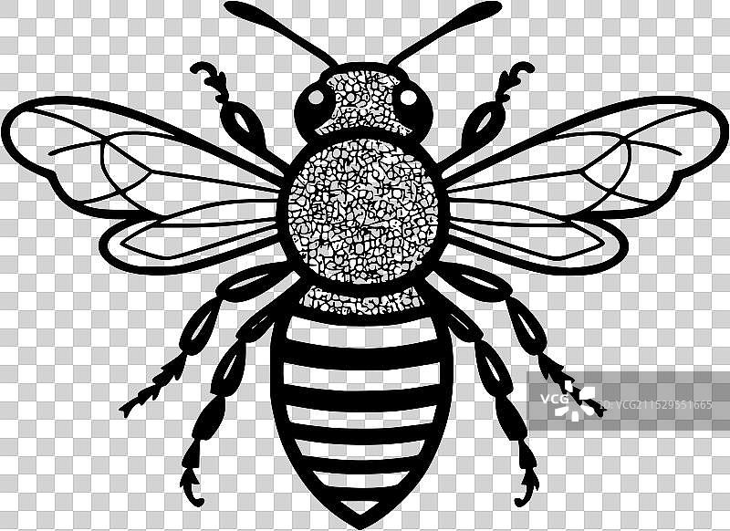 一幅黑白画的毛茸茸的蜜蜂图片素材