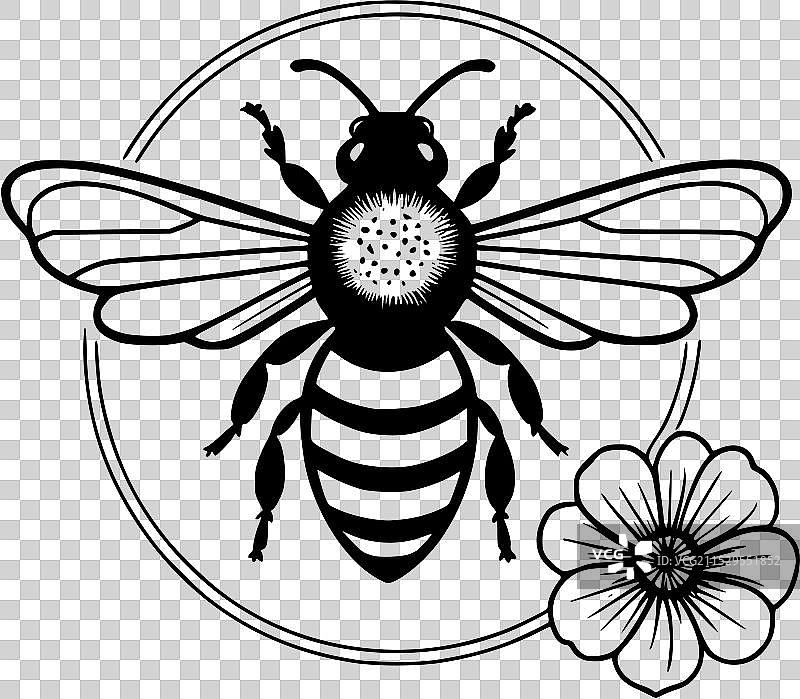 一幅黑白画的蜜蜂与花朵图片素材