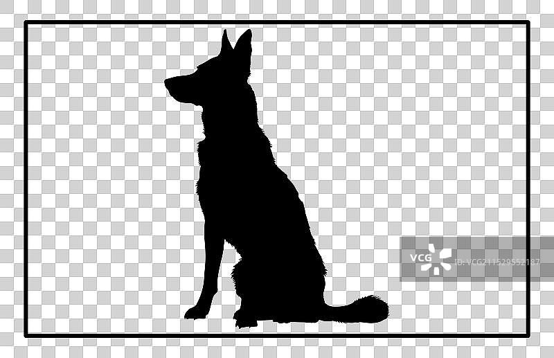 澳大利亚牧牛犬轮廓狗种图片素材