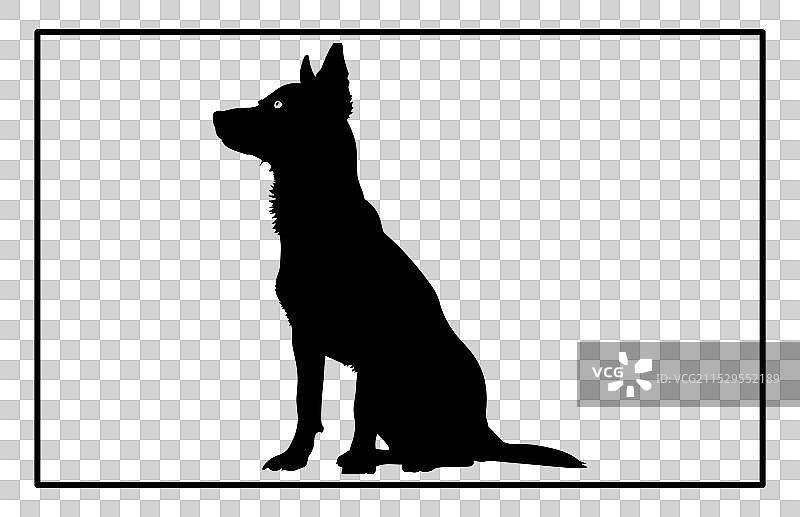 澳大利亚牧牛犬轮廓狗种图片素材