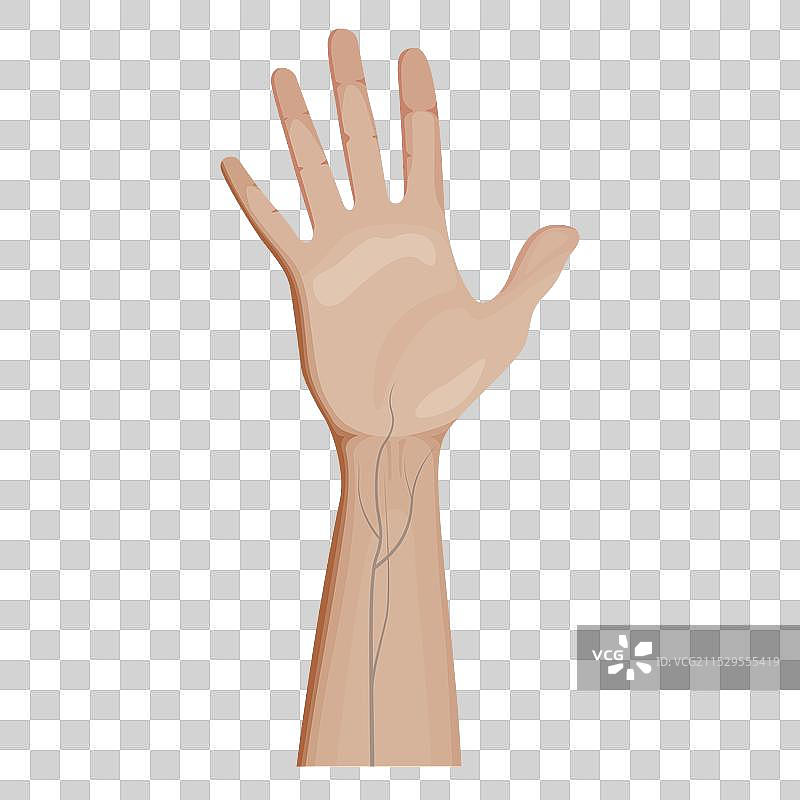 细致的人手，静脉清晰可见图片素材