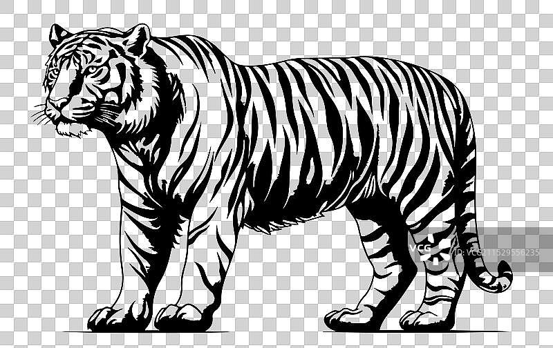 老虎站着并注视着图片素材