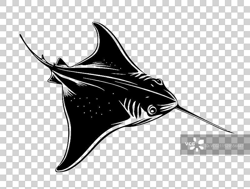 黑色详细手绘的黄貂鱼墨水素描图片素材