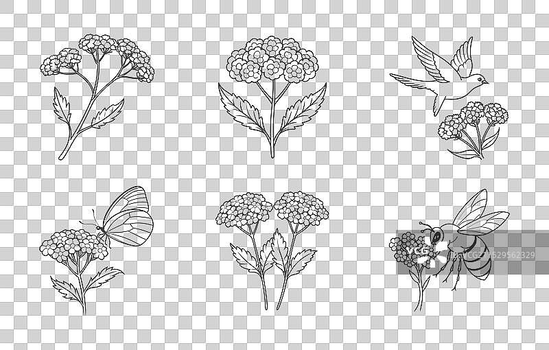 艾蒿花植物线条艺术套装图片素材