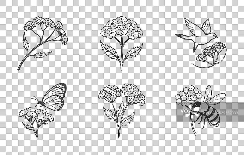 优雅的蓍草花线条艺术套装图片素材