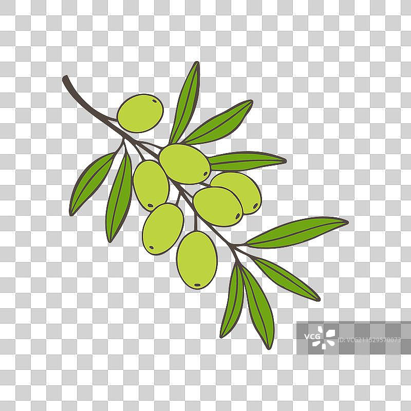 绿色橄榄树枝图标标志孤立于背景上图片素材