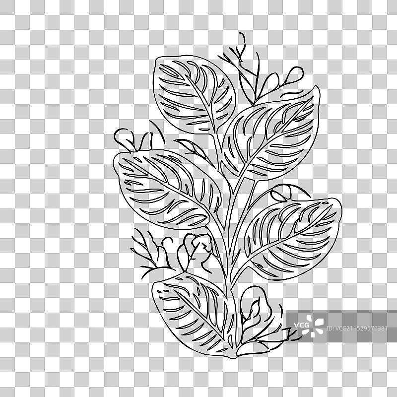 秋海棠花植物素描轮廓图片素材