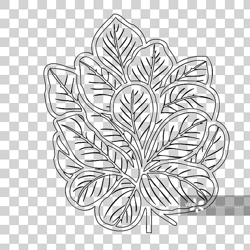 秋海棠花植物素描轮廓图片素材