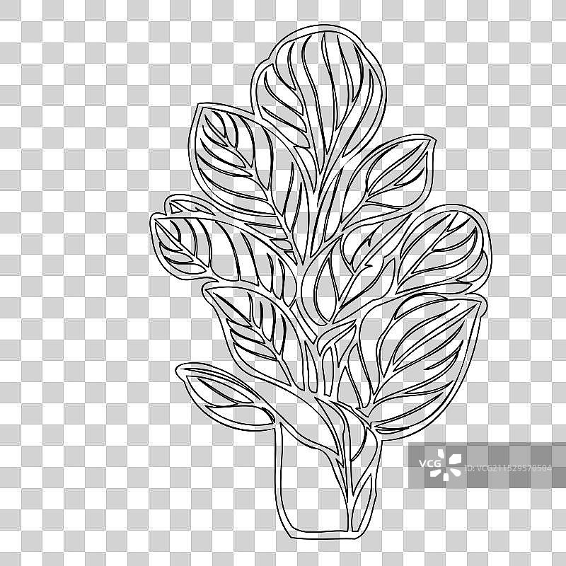 秋海棠花植物素描轮廓图片素材