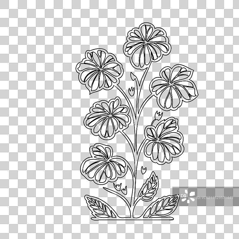 天竺葵花植物素描轮廓图片素材
