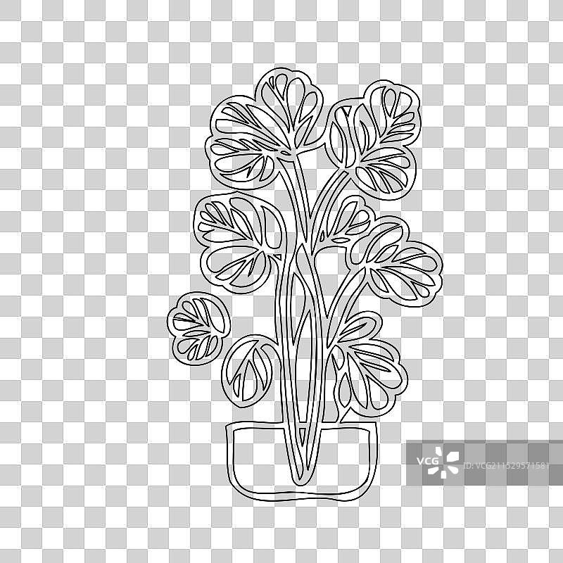 天竺葵花植物素描轮廓图片素材