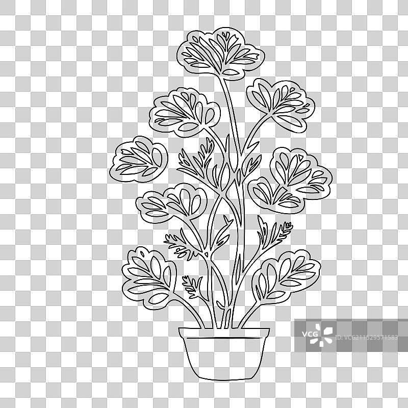 天竺葵花植物素描轮廓图片素材