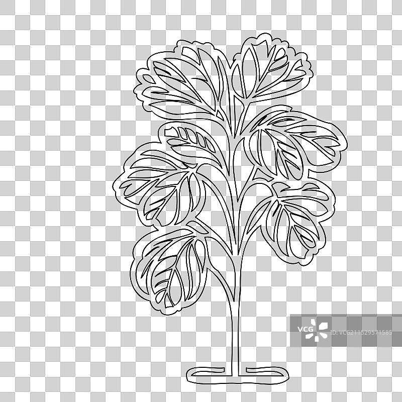 天竺葵花植物素描轮廓图片素材