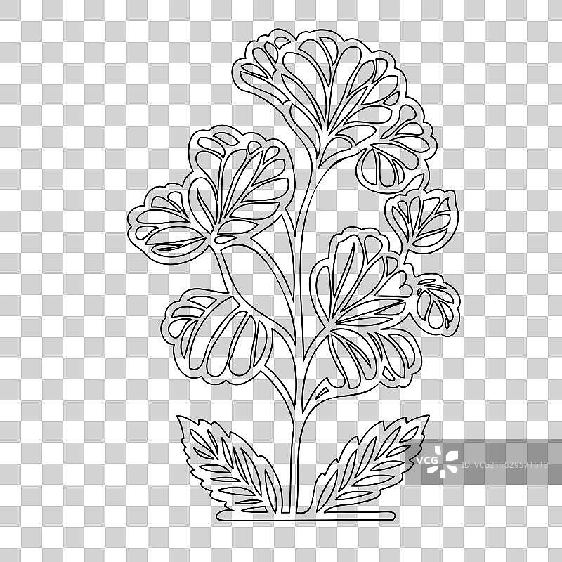 天竺葵花植物素描轮廓图片素材