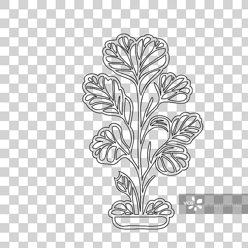 天竺葵花植物素描轮廓图片素材