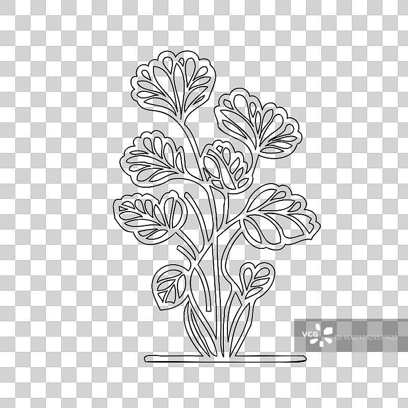 天竺葵花植物素描轮廓图片素材