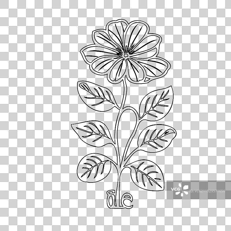 天竺葵花植物素描轮廓图片素材