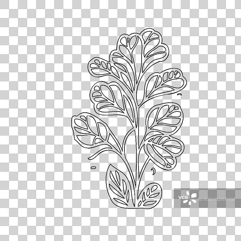 天竺葵花植物素描轮廓图片素材