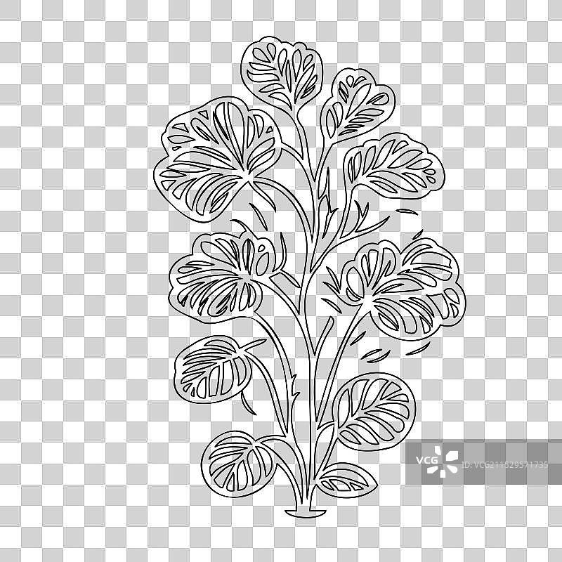 天竺葵花植物素描轮廓图片素材