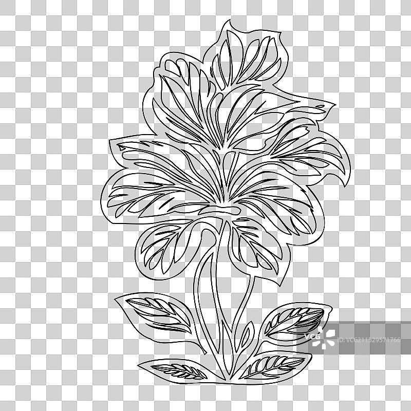 波斯菊花植物素描轮廓图片素材