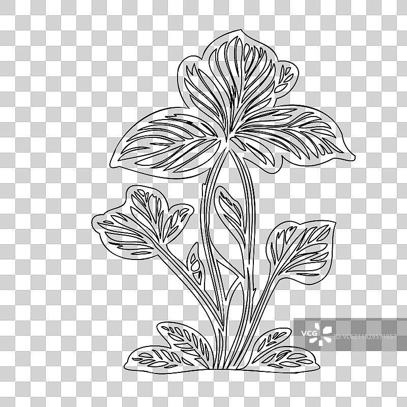 波斯菊花植物素描轮廓图片素材