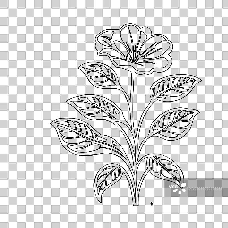 波斯菊花植物素描轮廓图片素材