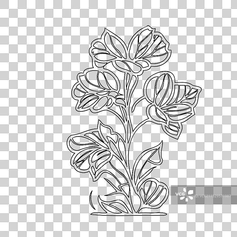 波斯菊花植物素描轮廓图片素材