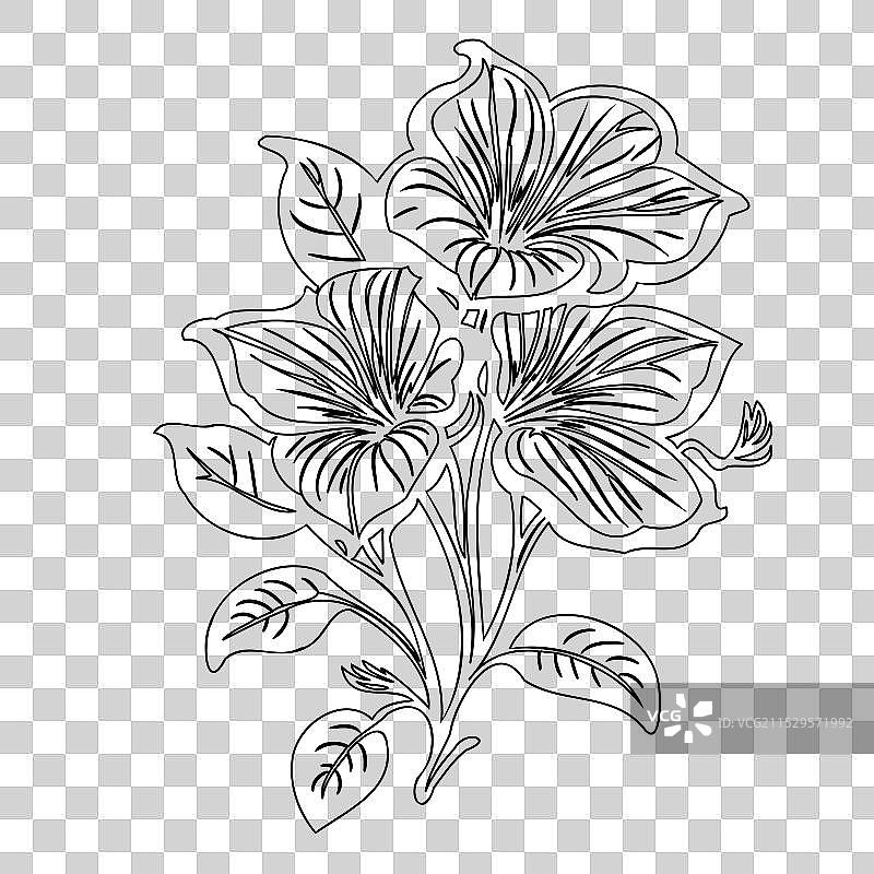 波斯菊花植物素描轮廓图片素材