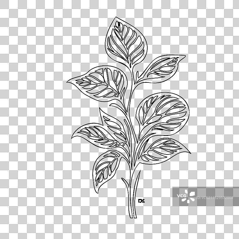 波斯菊花植物素描轮廓图片素材