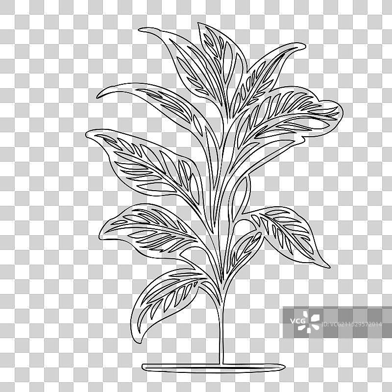 波斯菊花植物素描轮廓图片素材