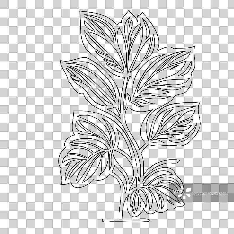 波斯菊花植物素描轮廓图片素材