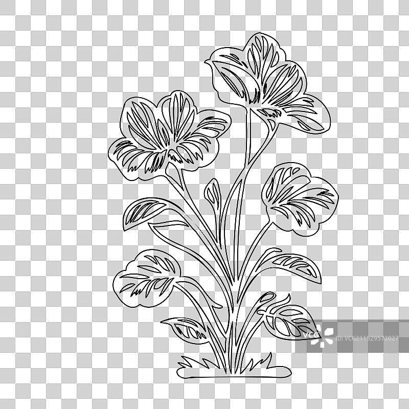 波斯菊花植物素描轮廓图片素材