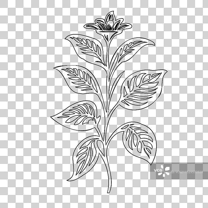 波斯菊花植物素描轮廓图片素材