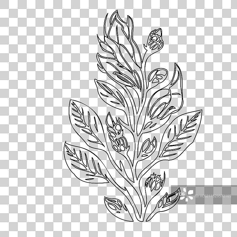 龙头花植物素描轮廓图片素材