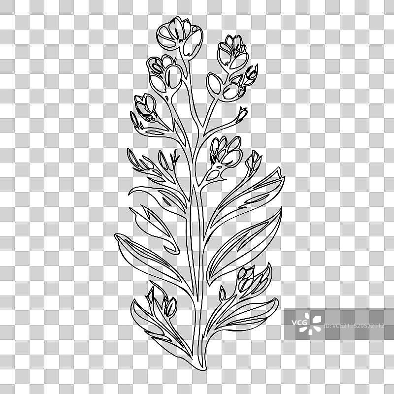 龙头花植物素描轮廓图片素材