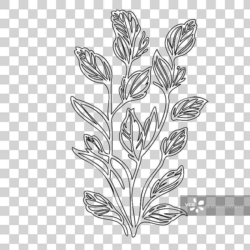 龙头花植物素描轮廓图片素材