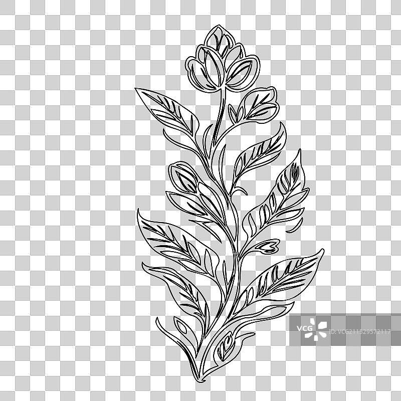 龙头花植物素描轮廓图片素材