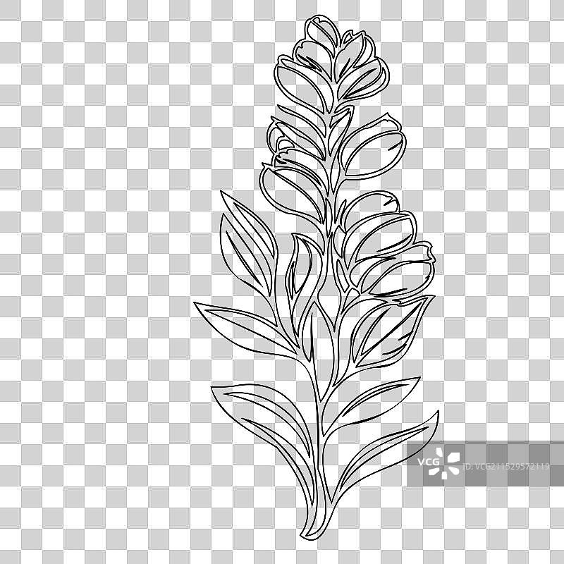 龙头花植物素描轮廓图片素材