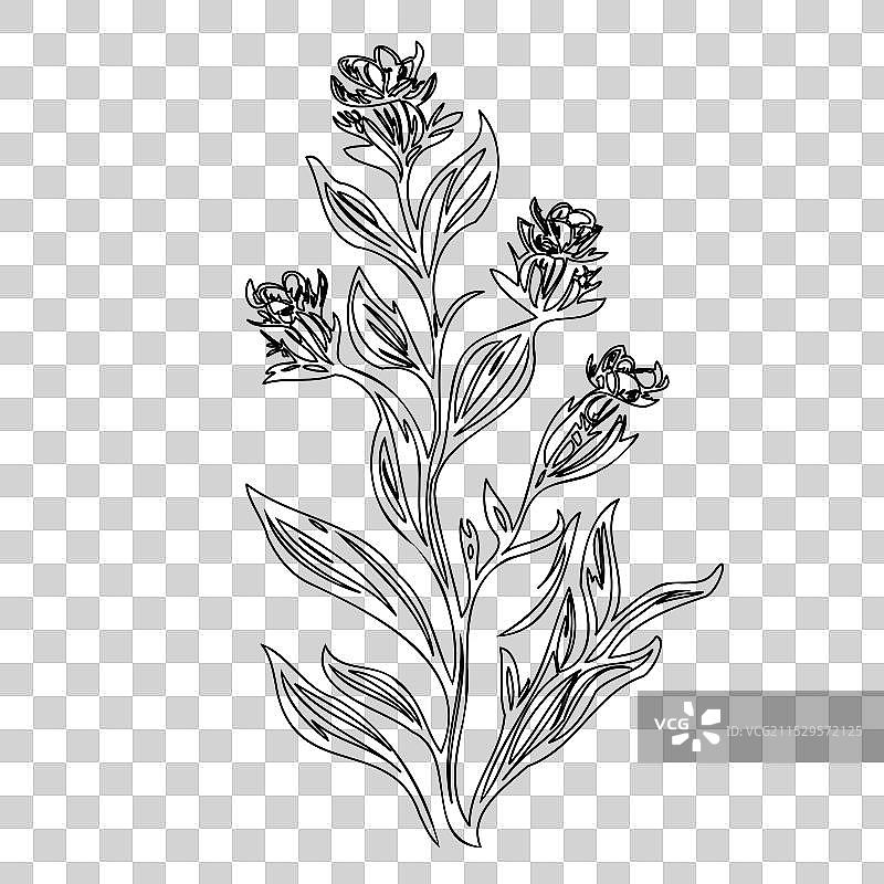龙头花植物素描轮廓图片素材