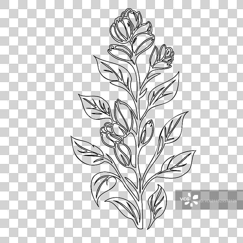 龙头花植物素描轮廓图片素材