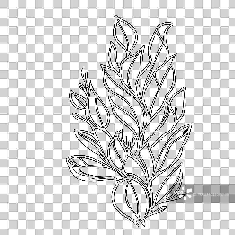 龙头花植物素描轮廓图片素材