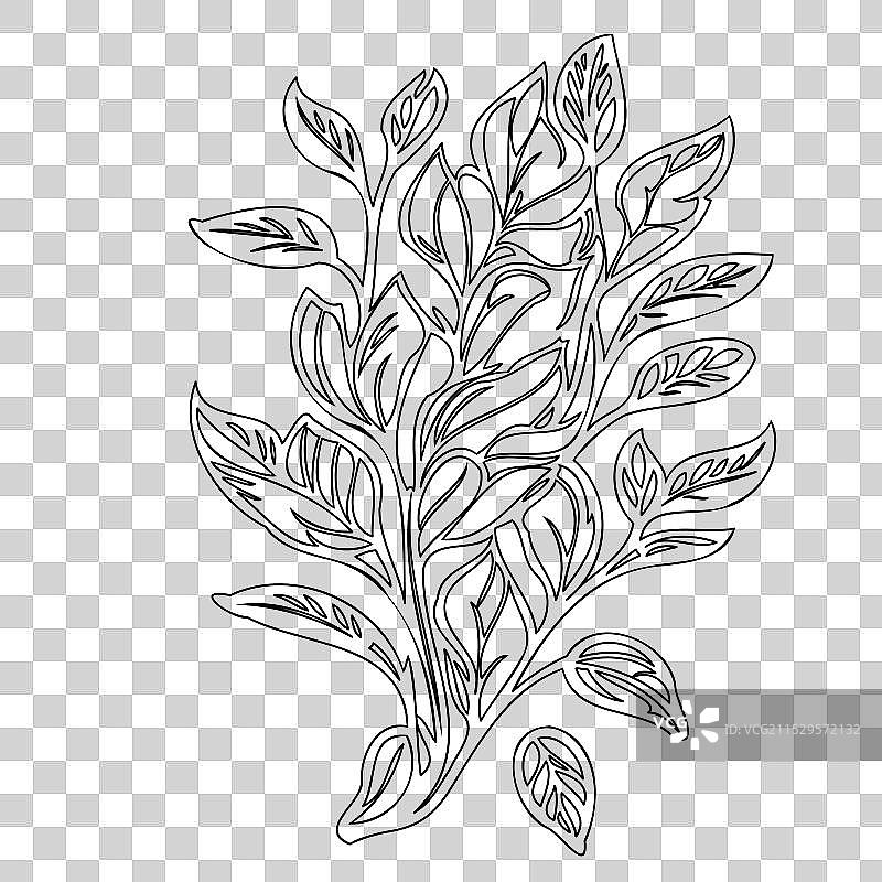 龙头花植物素描轮廓图片素材