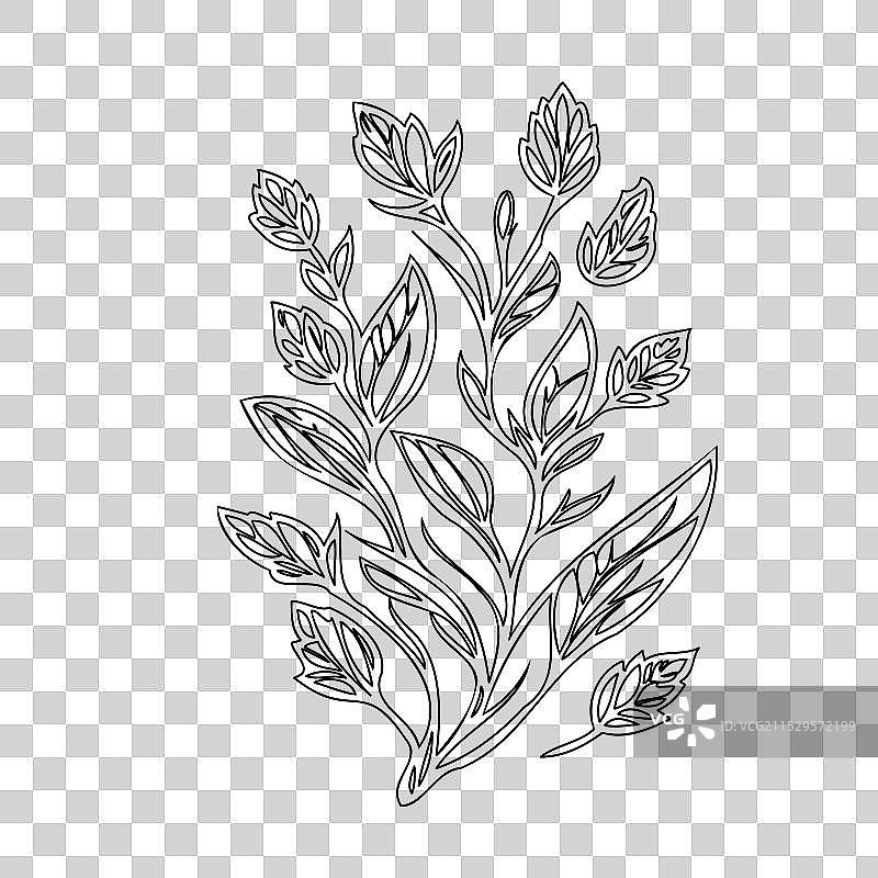 龙头花植物素描轮廓图片素材