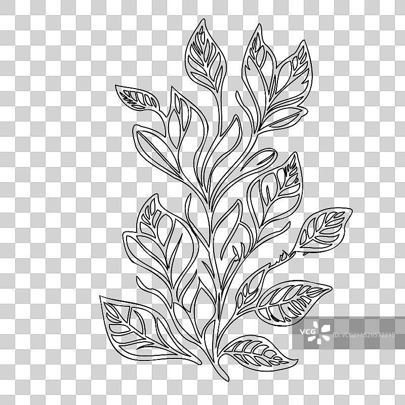 龙头花植物素描轮廓图片素材