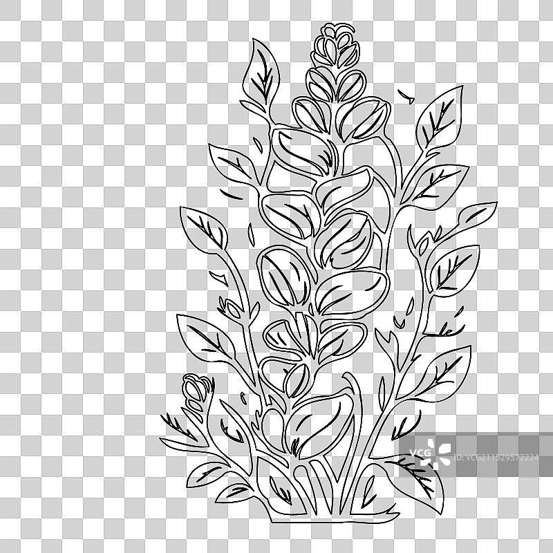 龙头花植物素描轮廓图片素材