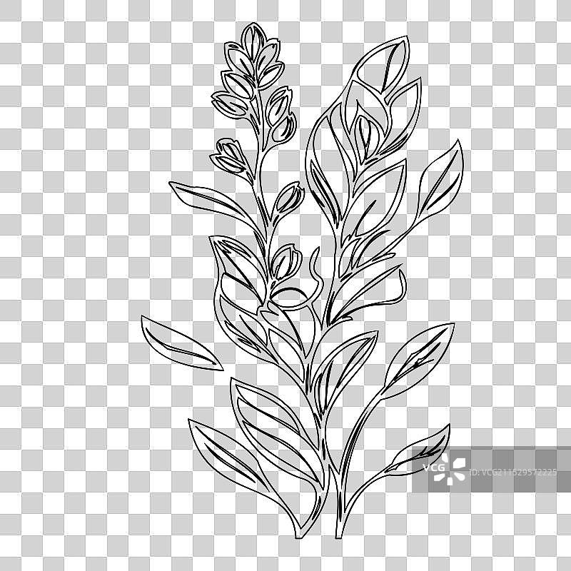 龙头花植物素描轮廓图片素材