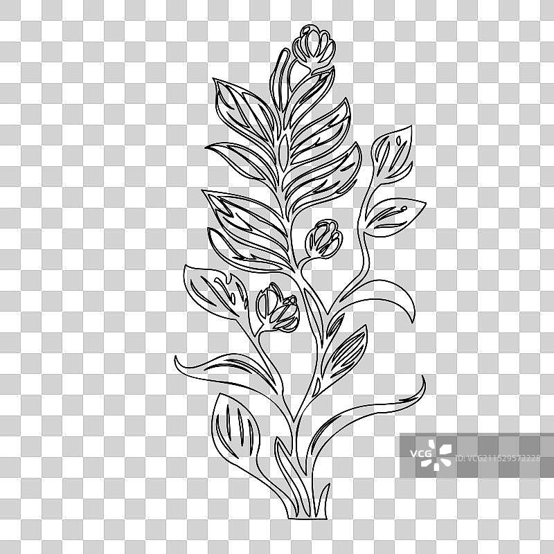 龙头花植物素描轮廓图片素材