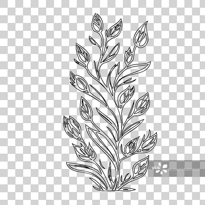 龙头花植物素描轮廓图片素材