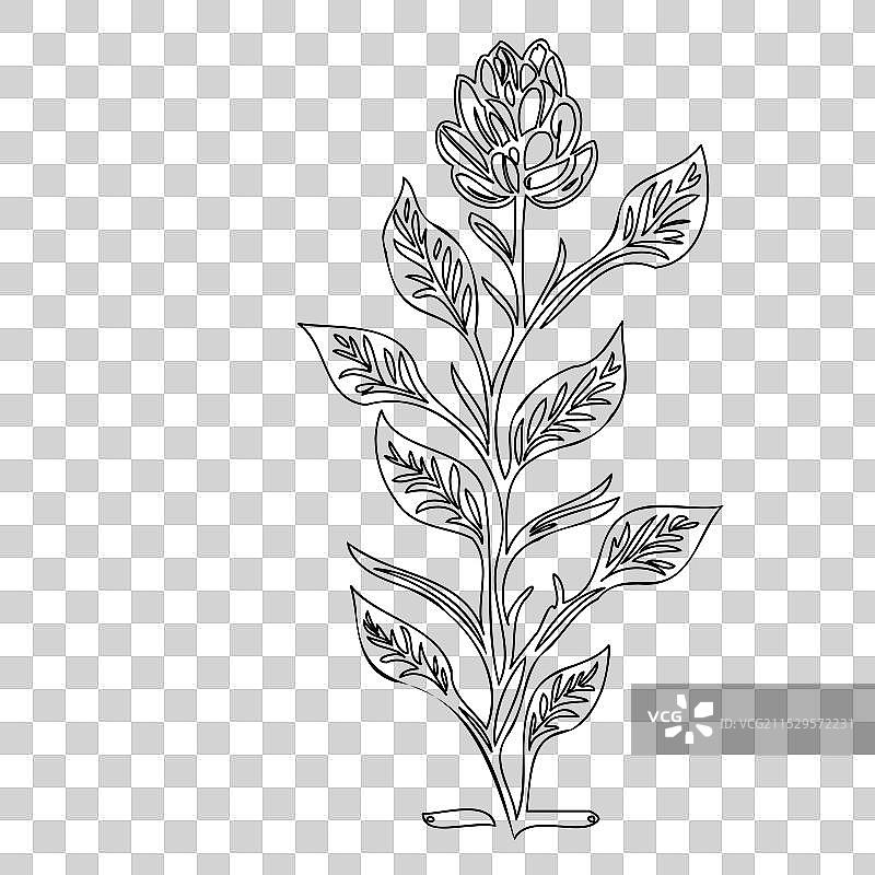 龙头花植物素描轮廓图片素材