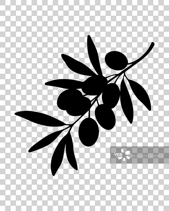 沙棘树枝的轮廓与浆果图片素材